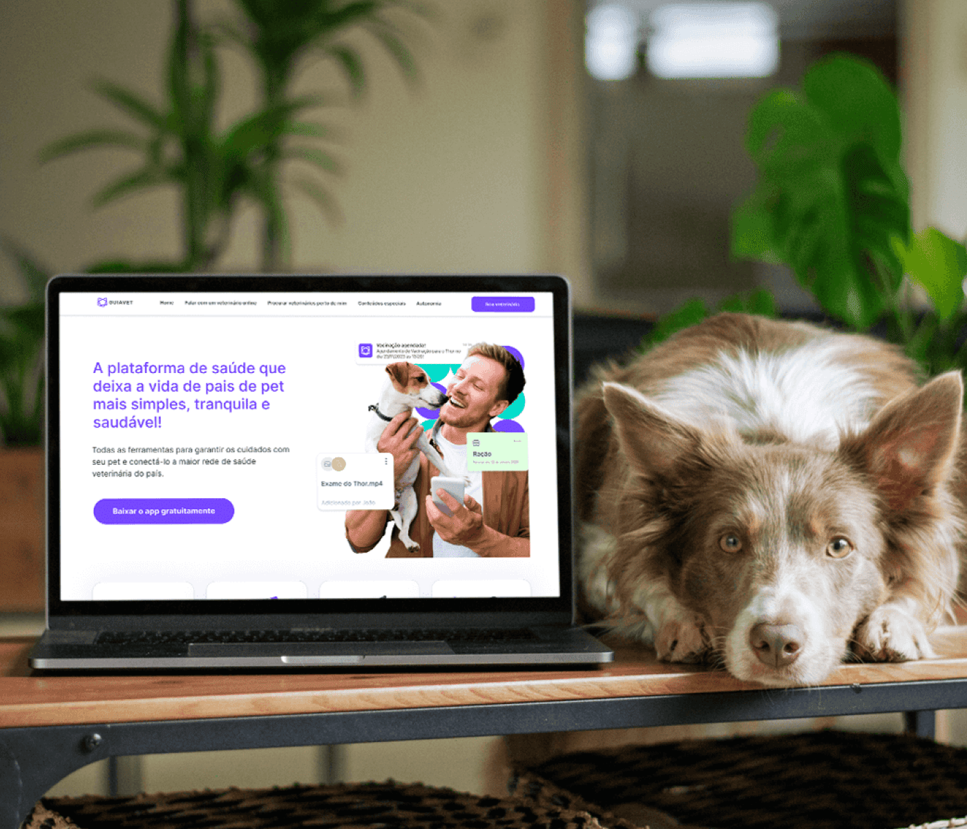 Redesign Site Guiavet